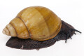 Archachatina marginata icterica Nigeria adult